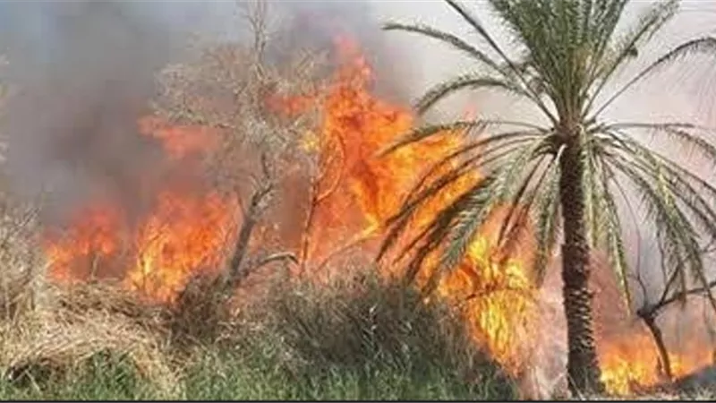 السيطرة على حريق فى مزرعة نخيل بقنا