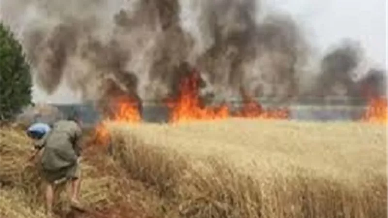 حريق هائل يلتهم محصول القمح فى قنا