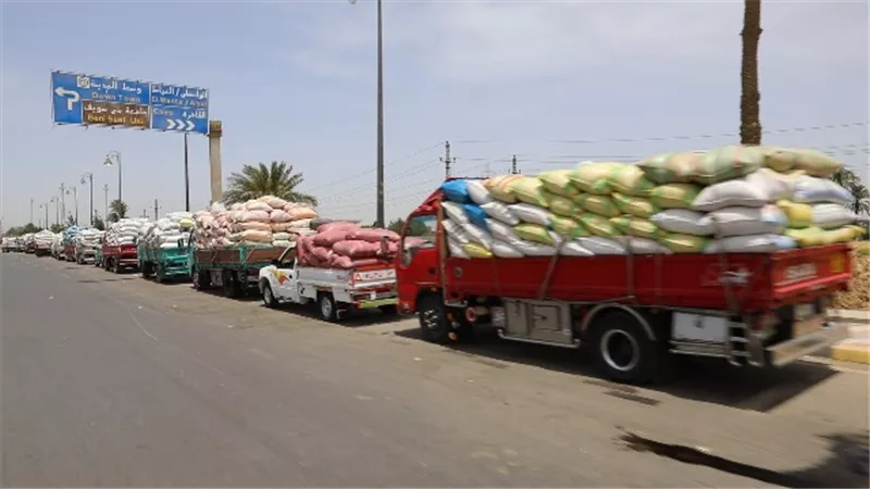 استئناف توريد القمح اليوم ببنى سويف