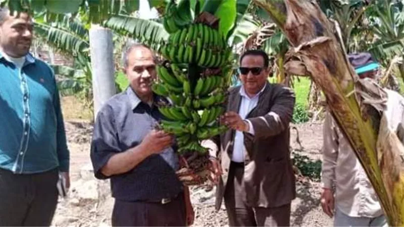 نجاح زراعات الموز بالرى الحديث في دمياط ..صور