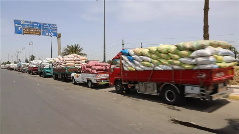 توريد56 ألف طن قمح بصوامع بنى سويف
