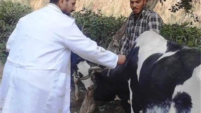 تحصين 127 ألف رأس ماشية بالشرقية ضد الجلد العقدي وجدري الأغنام..صور