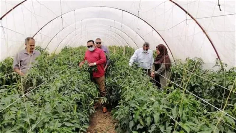 نجاح زراعات الفلفل بالري بالتنقيط في دمياط ..صور