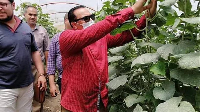 نجاح زراعات الخيار داخل الصوب بالري بالتنقيط في دمياط..صور