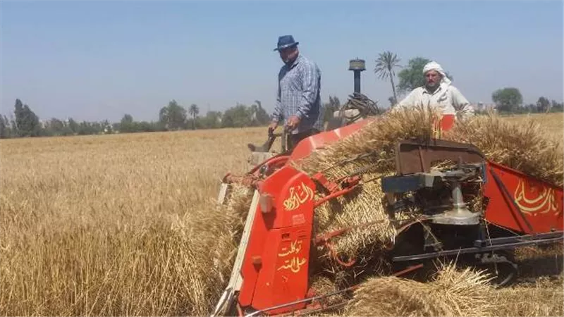 توريد ٤٣٤ طنا من الذهب الأصفر لشون وصوامع الشرقية