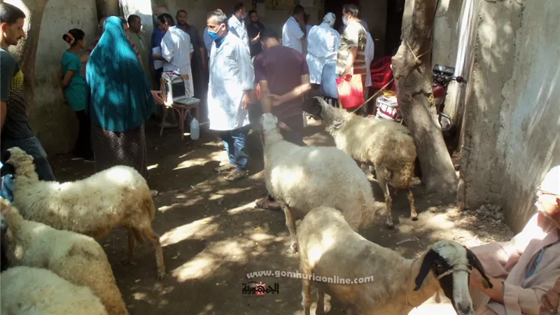 تحصين 192 ألف رأس ماشية ضد الجلد العقدي وجدري الأغنام بالمنوفية ..صور