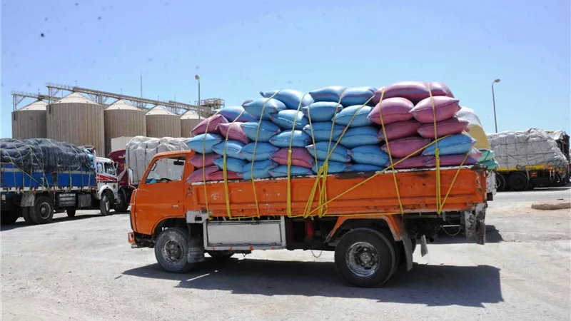 مزارعو القمح بالمنيا وردوا اكثر من 110 الاف طن