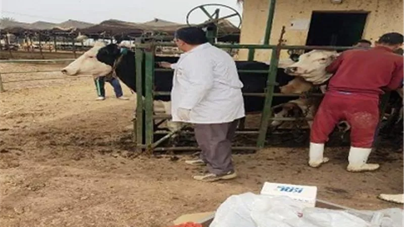 بيطري الشرقية: فحص 1549 رأس ماشية ضد البروسيلا والسل البقرى
