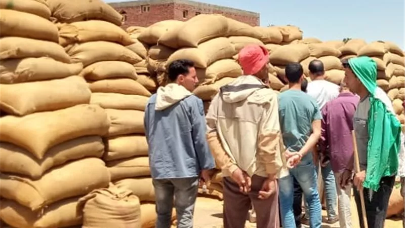 استلام 136 ألف طن قمح بصوامع بنى سويف