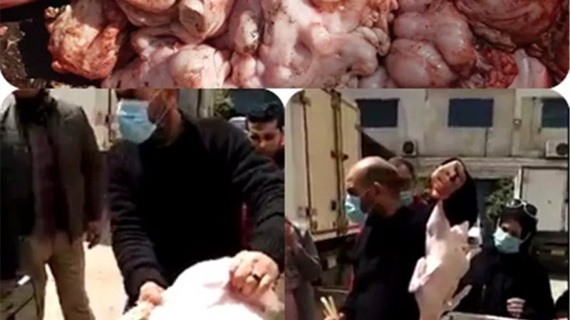 المنوفية .. ضبط 3 محلات تستخدم حقن الدواجن بالمياه لزيادة الوزن