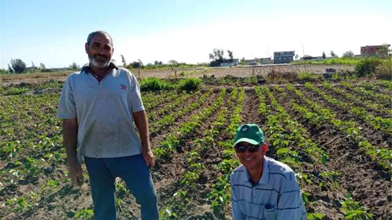 بشائر الذهب الأبيض ..توصيات ومكافحة لمحصول القطن شرق الإسماعيلية ..صور