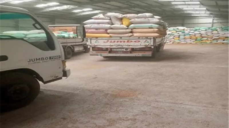 استمرار توريد محصول القمح بكفرالشيخ