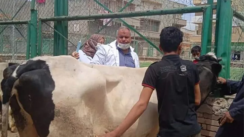محافظ الدقهلية يتابع أعمال الحملة القوميه لتحصين الأبقار ضد مرض الجلد العقدي وجدري الأغنام