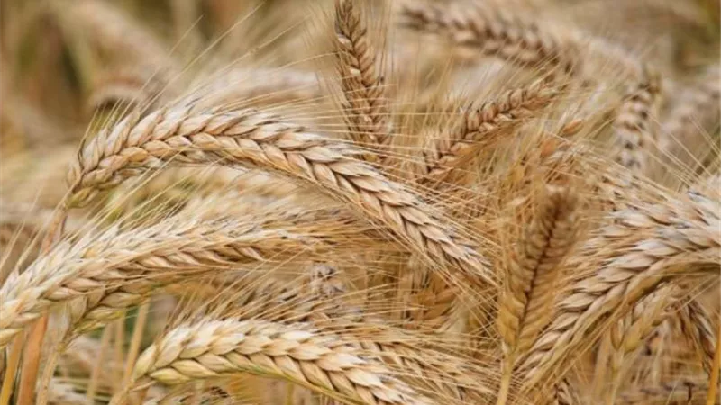 التموين :استلام 2.3 مليون طن قمح حتى الان