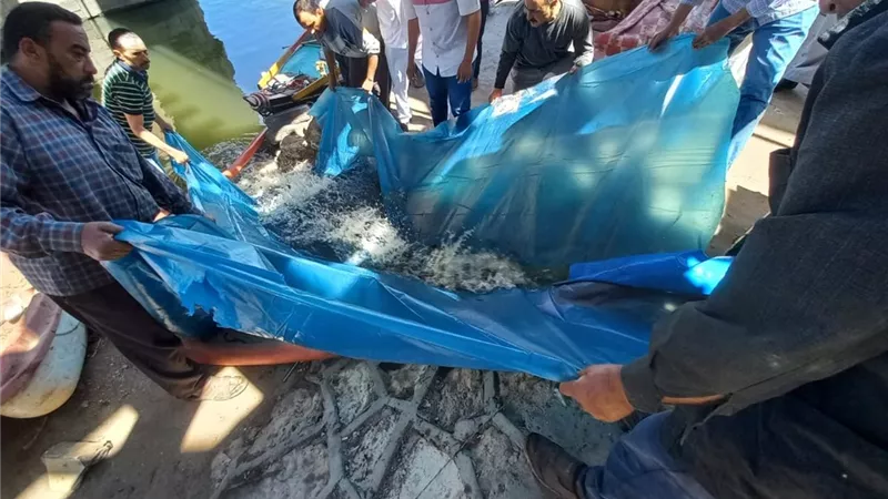 القاء نصف مليون وحده ذريعه من سمك البلطى بنيل ميت غمر بالدقهلية