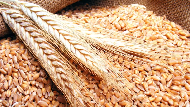 استلام 82 % من المستهدف من القمح ببنى سويف