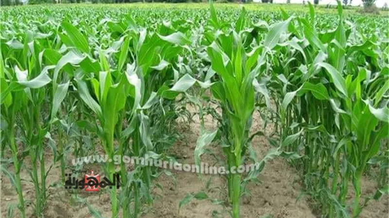 زراعة 92539 فدان قطن وذرة بالمنوفية ..صور