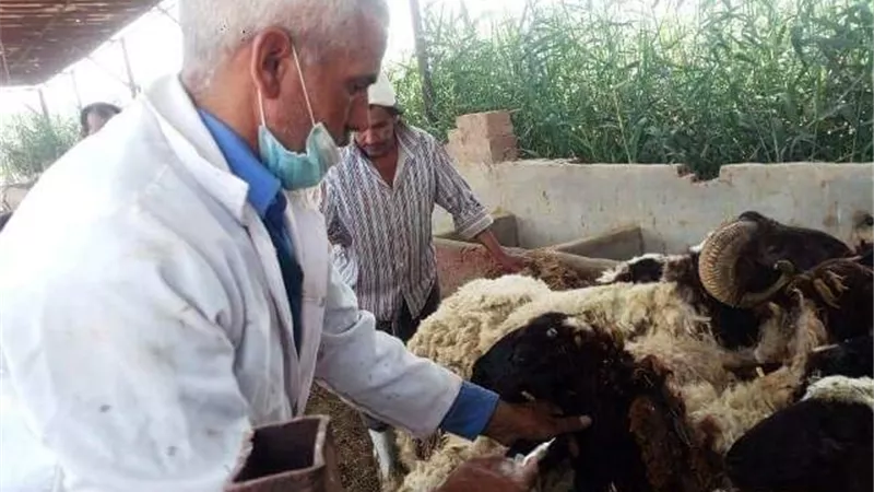 تحصين 139 ألف رأس ماشية وترقيم للوقاية من الجلد العقدى فى الشرقية.. بالصور