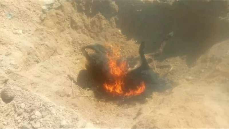 ضبط عجل بقري نافق قبل بيعه للمواطنين بسوهاج