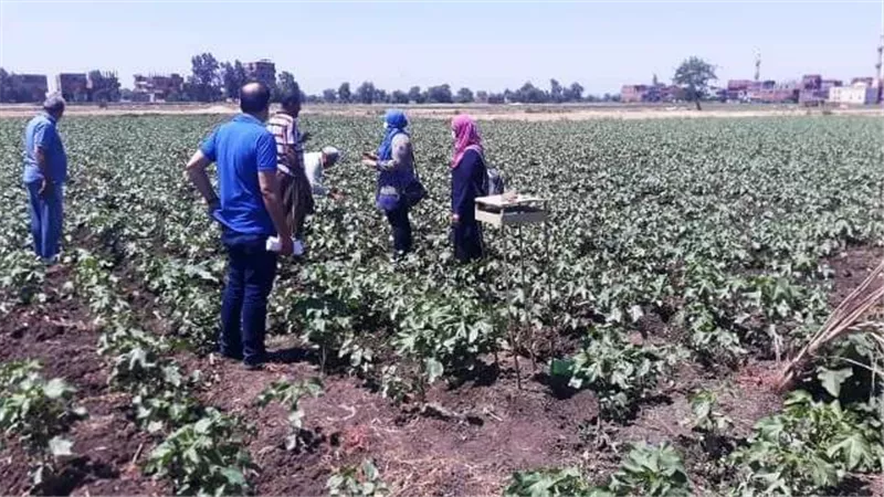 تنفيذ ندوات إرشادية للمزارعين بالزقازيق ومنياالقمح للنهوض بزراعة محصول القطن