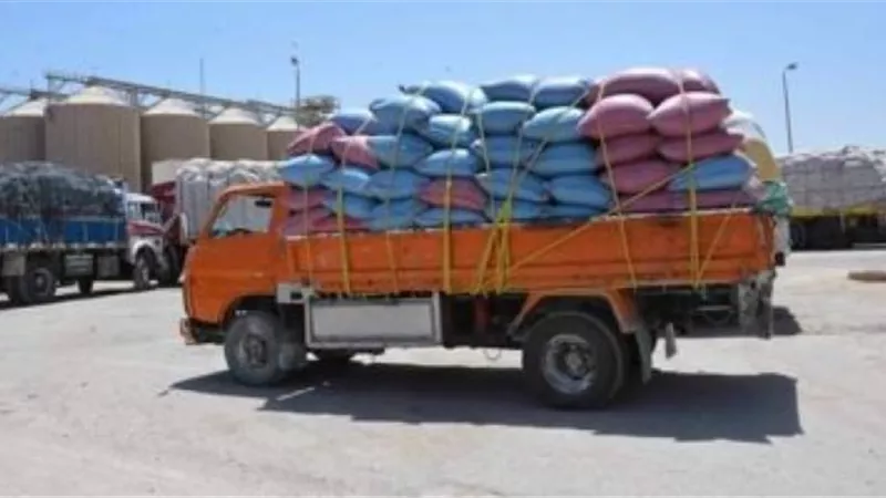 استلام 183 ألف و900 طن قمح فى بنى سويف