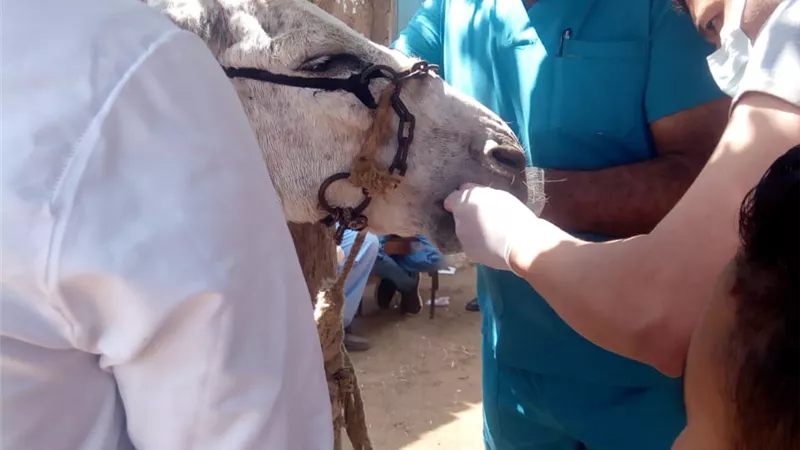 جامعة السادات تنظم قافلة بيطرية وزراعية بالشهداء ضمن مبادرة «حياه كريمة»