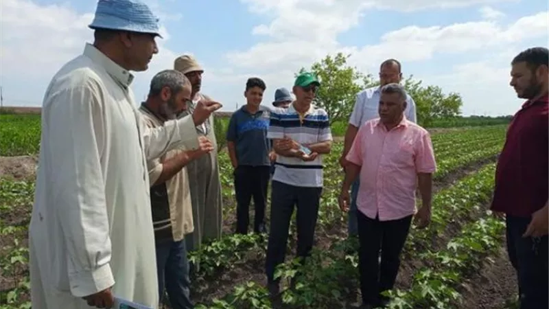 مدرسة حقلية للنهوض بمحصول القطن في القنطرة شرق بالإسماعيلية..صور