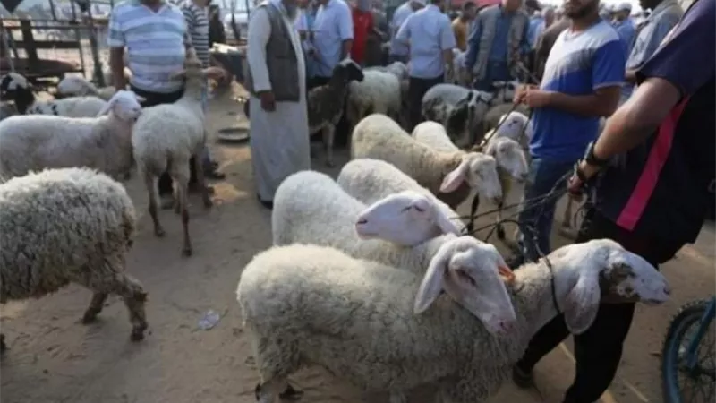 وزارة الزراعة في غزة تحذر من كارثة تصيب الإنتاج الحيوانى