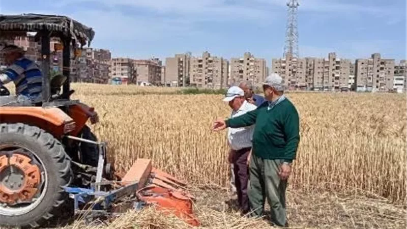 تطبيق الإجراءات الاحترازية بشون القمح لمواجهة 