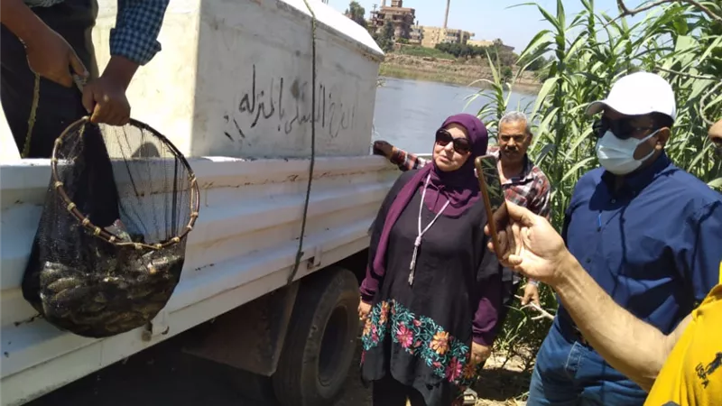 إلقاء الذريعة السمكية من البلطي بفرع النيل بأجا لدعم وتنمية الثروة السمكية