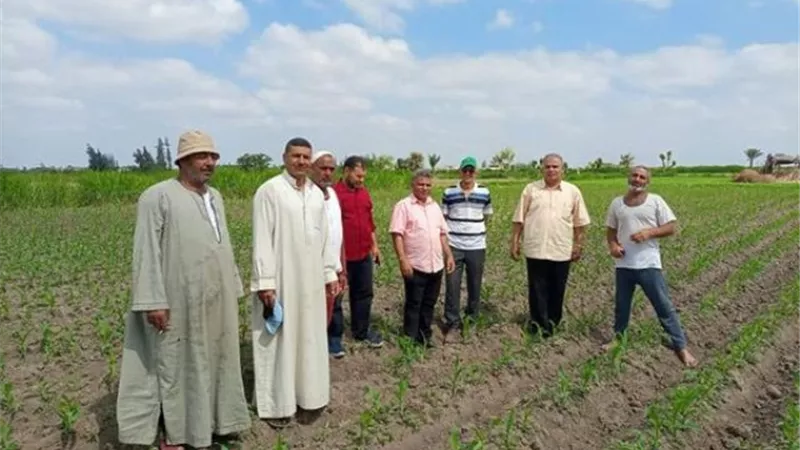 لجان ميدانية تتفقد محصول الذرة والزراعات الصيفية بالقنطرة شرق في الإسماعيلية..صور