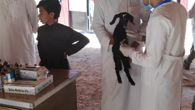 قافلة المركز القومى للبحوث تنجخ في فحص وعلاج 3586 راس من الثروة الحيوانية بقري مطروح