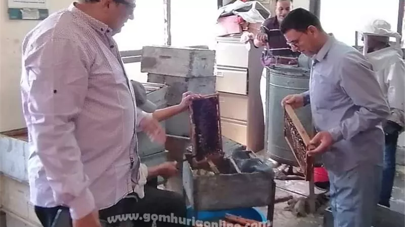 إنتاج وفير وآمن من عسل النحل بدمياط
