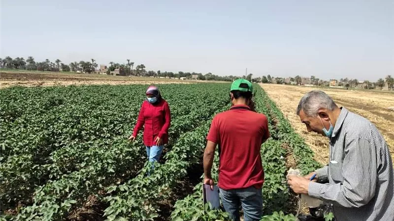 زراعة أسيوط تتابع زراعات القطن بمركز أبنوب