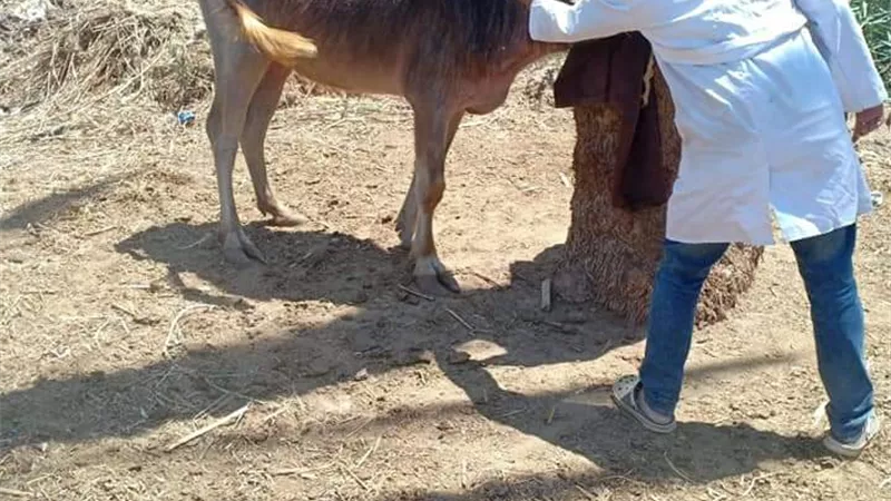 تنظيم القافلة البيطرية رقم ٤٤ بقرية الشبانات بمركز الزقازيق صور