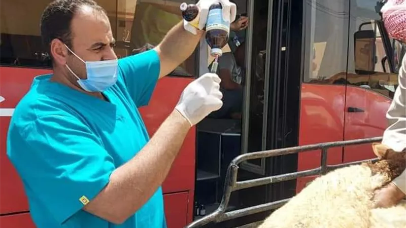 فحص وعلاج 45 حالة أغنام في قافلة بيطرية لجامعة مطروح