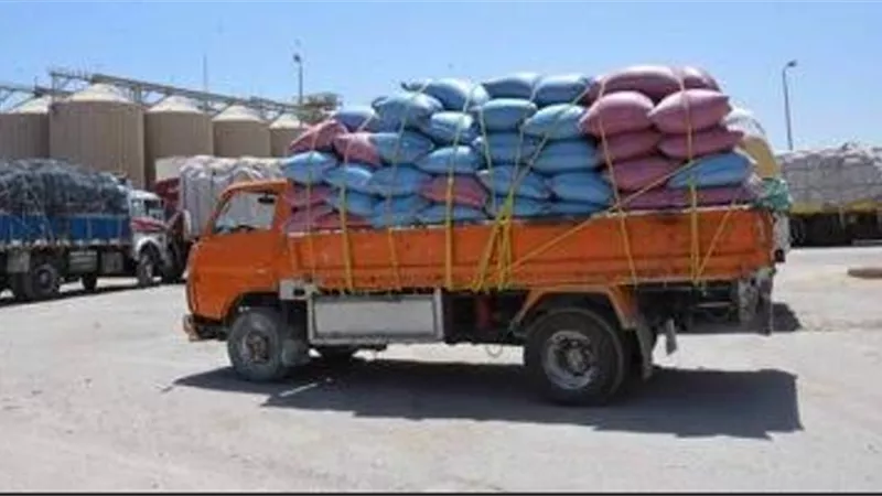 توريد 225 ألف طن قمح بزياده ١٣٪ عن المستهدف ببنى سويف