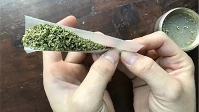 جنايات الاسماعيلية: ١٥ سنة سجن لمتهمين زرعا البانجو في ٤ قراريط يملكها ١٨ وريثاً