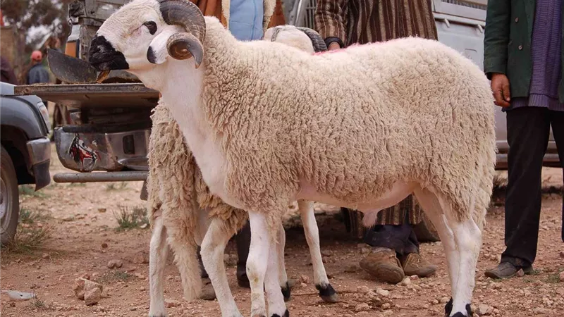 هل يجوز لاثنين من الاخوة ان يشتركوا فى ربع اضحية ؟ .. دار الإفتاء تجيب