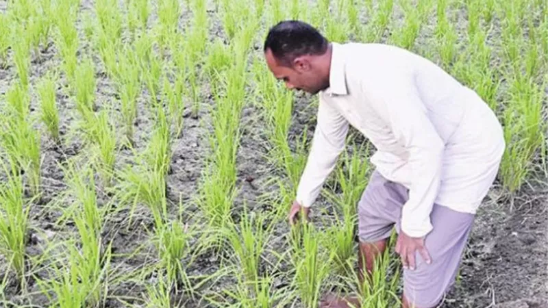 الزراعة تصدر نشرة بالتوصيات الفنية لمزارعي محصول الارز يجب مراعاتها خلال شهر يونيو