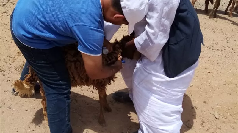 علاج ١٧٦١ رأس جمل وماعز واغنام فى قافلة بيطرية بالشلاتين - صور