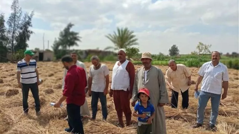 انتهاء حصاد القمح بالقنطرة شرق في الإسماعيلية واستمرار التوريد ..صور