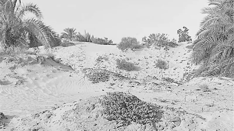 أراضي الظهير الصحراوي بالدقهلية مهددة بالبوار..
