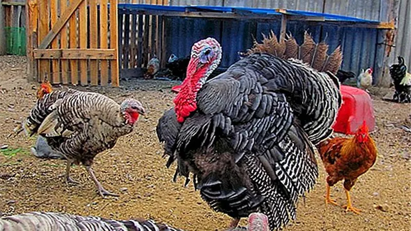 أسعار الدواجن اليوم الجمعة 11 يونيه 2021