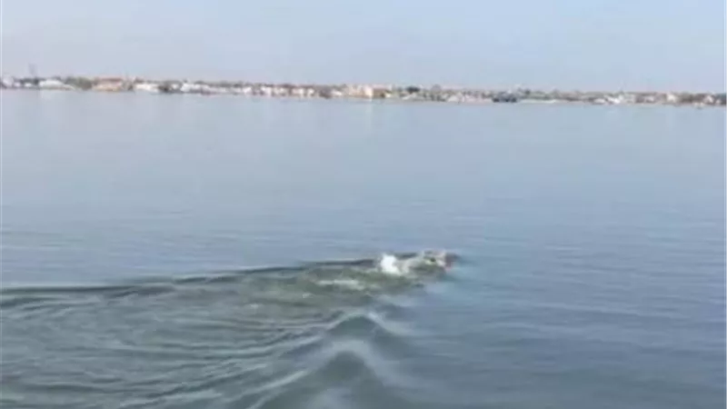 السباح العالمي 