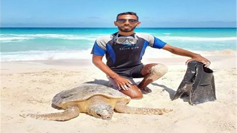 السلاحف البحرية..حيوانات مهددة بالانقراض