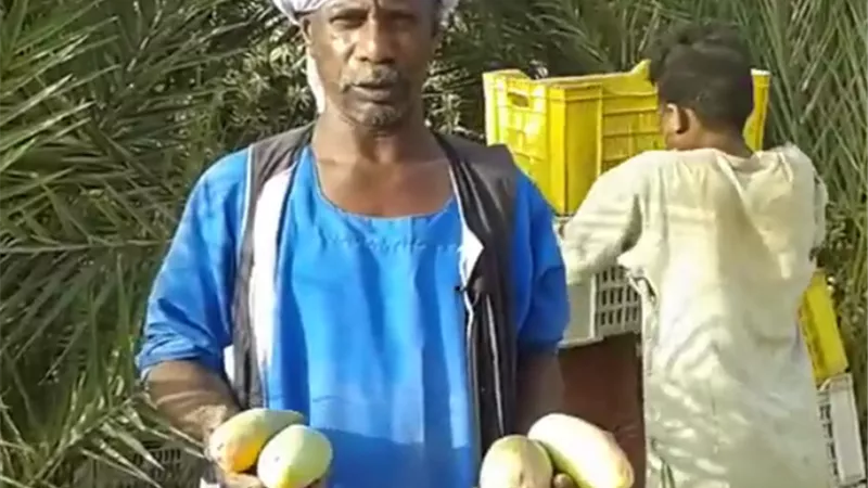 المانجو الاسواني .. أشكال وألوان وطعم تاني