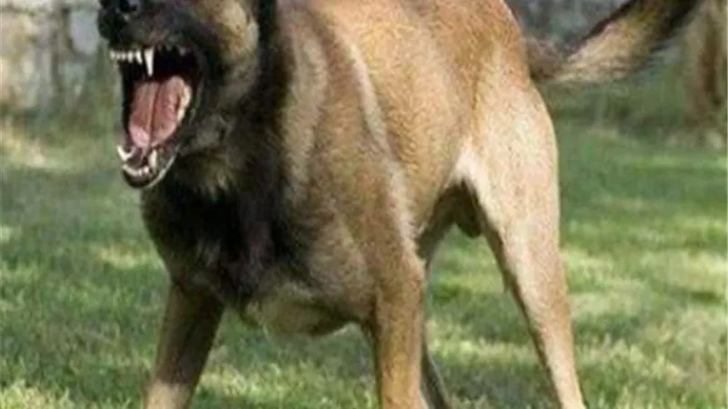 كلب مسعور يعقر ١١ شخصا بنجع حمادى