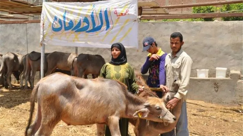 الأورمان توزع 5458 مشروع رأس ماشية على الأسر فى أسيوط.. بالصور