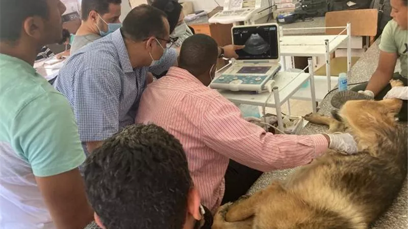 الزراعة تعلن حصاد النشاط التدريبي لمعهد التناسليات الحيوانية خلال شهر يونيو..صور